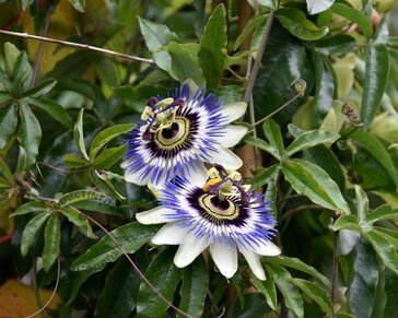 Passiflora caerulea