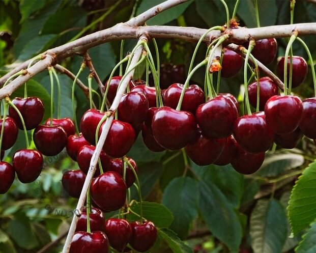 Prunus avium 'Regina' - laagstam