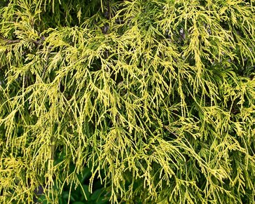 Chamaecyparis pisifera 'Sungold'