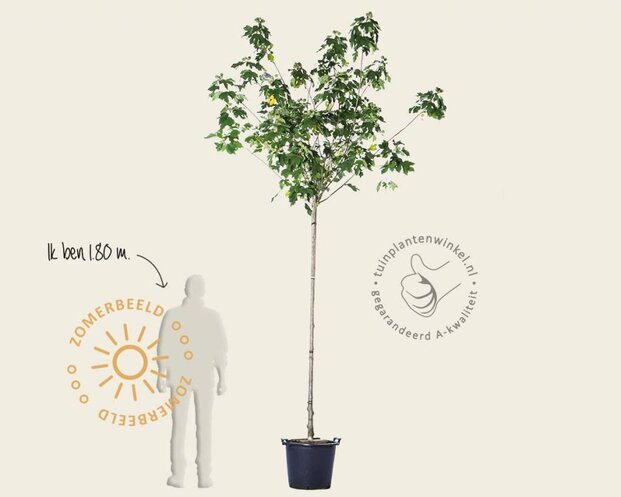 Hibiscus x 'Resi' - 180 cm stam
