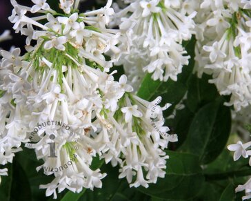 Syringa pinnatifolia