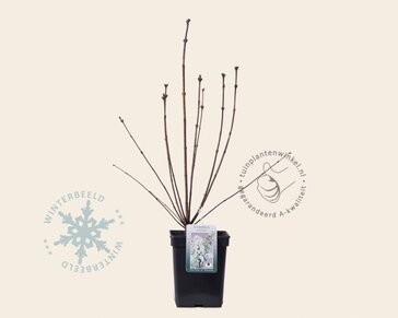 Syringa pinnatifolia