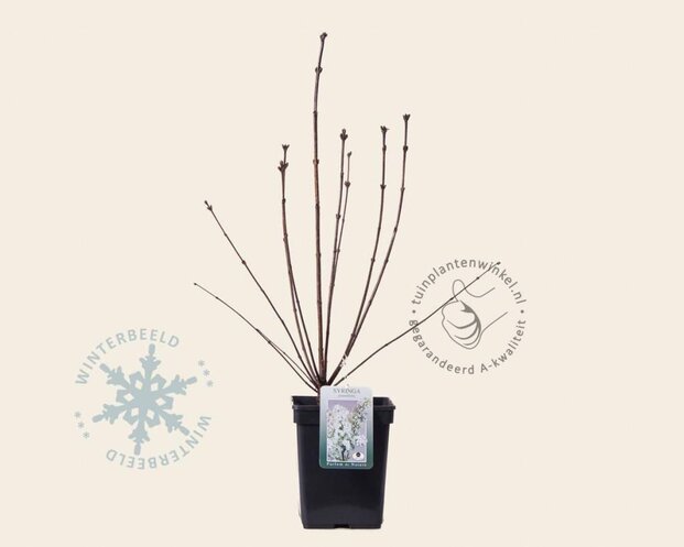 Syringa pinnatifolia