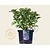 Hydrangea macrophylla 'Teller - Blauw'