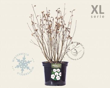 Hibiscus syriacus 'Red Heart' - XL