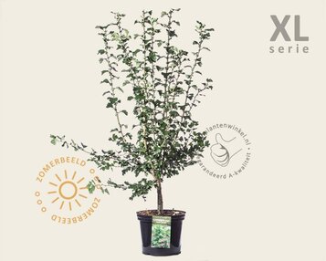 Crataegus laevigata 'Paul's Scarlet' - XL image