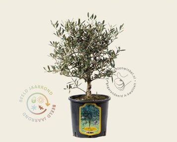 Olea europaea - struikmodel image