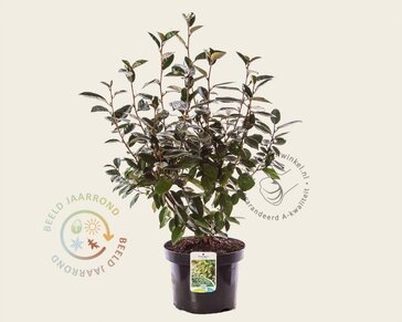 Elaeagnus ebbingei