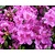 Rhododendron Azalea 'Koningsstein'