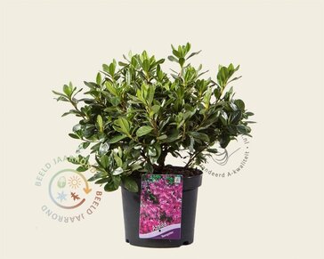 Rhododendron Azalea 'Koningsstein'