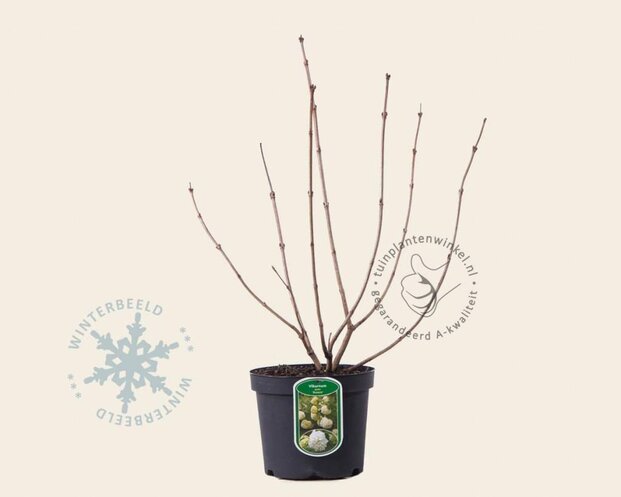 Viburnum opulus 'Roseum'