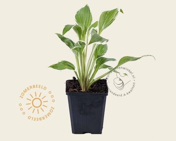 Hosta undulata 'Albomarginata'