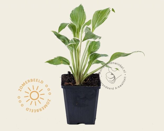 Hosta undulata 'Albomarginata'