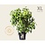 Cornus florida - XL