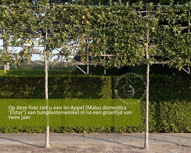 Lei-Appel 'Elstar' - Classic - individueel geen extra's