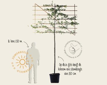 Lei-Appel 'Elstar' - Classic - individueel geen extra's