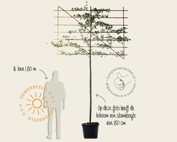 Lei-Appel 'Elstar' - Classic - individueel geen extra's