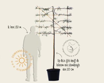 Lei-Sierpeer salicifolia 'Pendula' - Small - individueel geen extra's