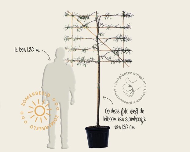 Lei-Sierpeer salicifolia 'Pendula' - Small - individueel geen extra's