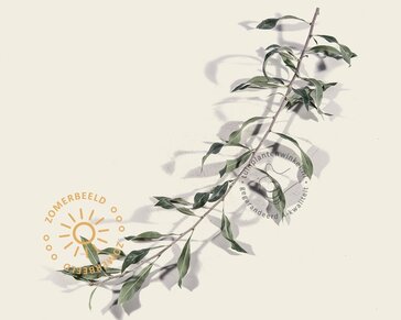 Lei-Sierpeer salicifolia 'Pendula' - Small - individueel geen extra's