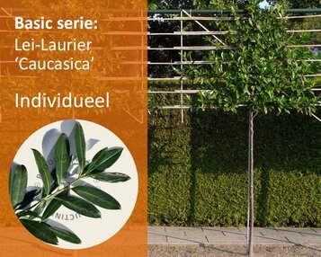 Prunus caucasica leiboom - Rek 180x110 cm image