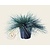 Festuca glauca 'Intense Blue'