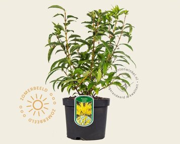 Forsythia intermedia 'Lynwood' image