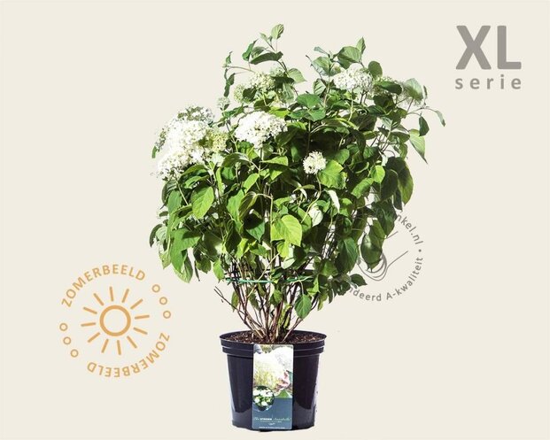 Hydrangea ‘Strong Annabelle’ - XL
