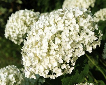Hydrangea ‘Strong Annabelle’ - XL