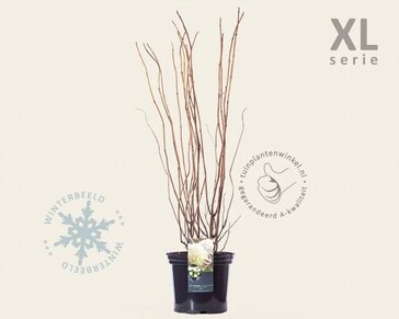 Hydrangea ‘Strong Annabelle’ - XL