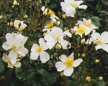Rosa rambler 'Kiftsgate' image