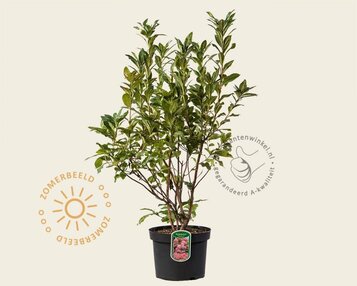 Rhododendron kh. 'Homebush' image