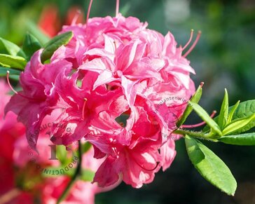 Rhododendron kh. 'Homebush'