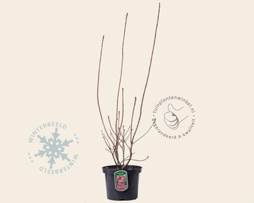 Rhododendron kh. 'Homebush'