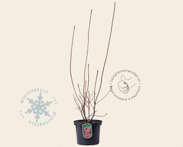 Rhododendron kh. 'Homebush'