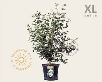 Viburnum burkwoodii - XL image