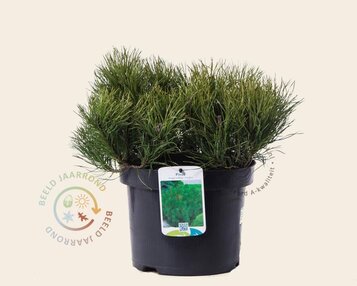 Pinus mugo var mughus image