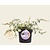 Buddleja davidii 'White Chip'