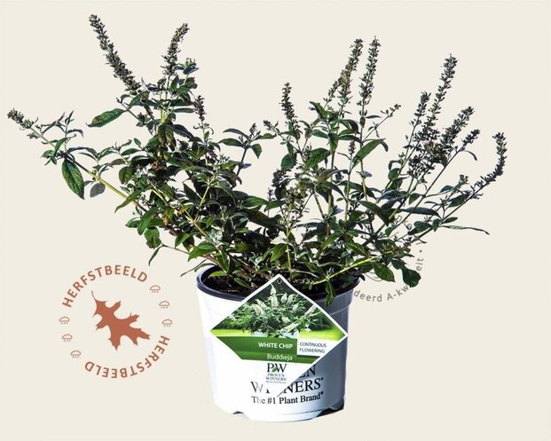 Buddleja davidii 'White Chip'