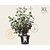 Viburnum carlcephalum - XL