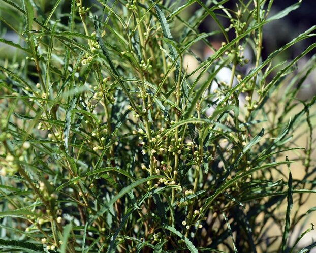 Frangula alnus 'Fine Line'