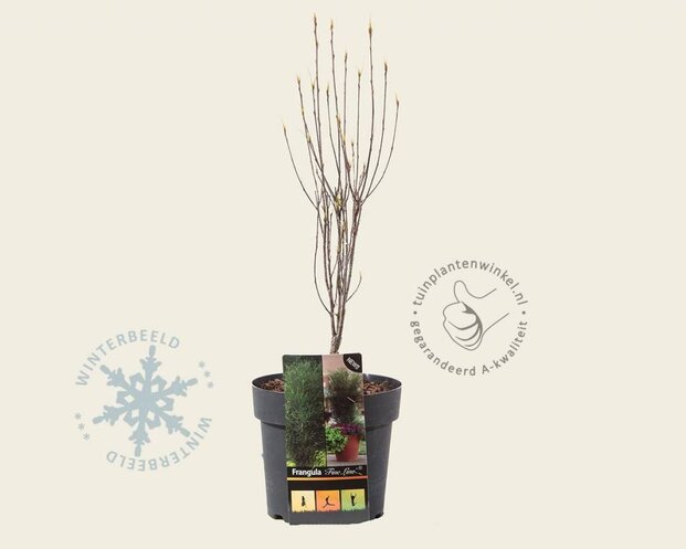 Frangula alnus 'Fine Line'