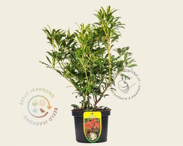 Pieris 'Forest Flame' image