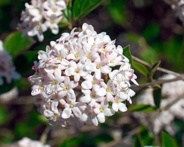 Viburnum burkwoodii