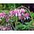 Dicentra spectabilis