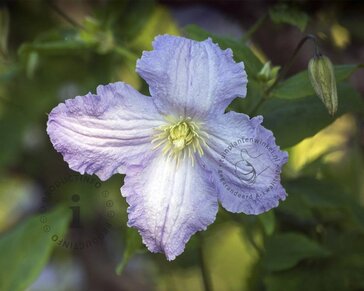 Clematis 'Blekitny Aniol' / 'Blue Angel'