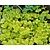 Lysimachia nummularia 'Aurea'