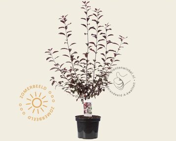 Prunus cistena image