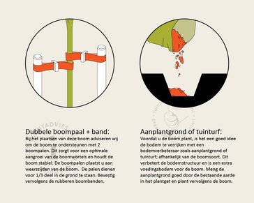 Lei-Steeneik - 150 - pakket 2 stuks + EXTRAS!