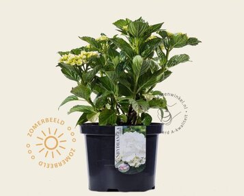 Hydrangea macrophylla - Wit image